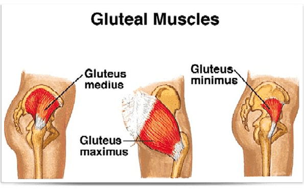 Gluteus Medius Atlanta  Gluteus Minimus & Maximus Muscles Georgia